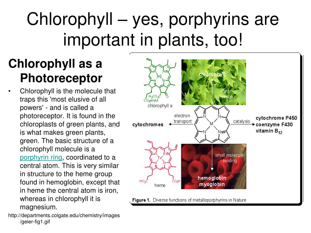 В растении хлорофилл содержится в. Порфирин хлорофилл. Chlorophyll structure. Синтез хлорофилла. Хлорофилл состоит из.