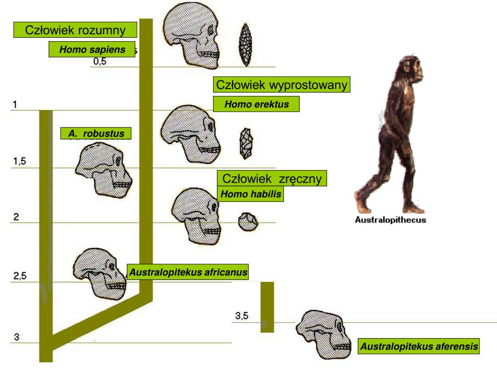 Этапы эволюции человека тест 9 класс