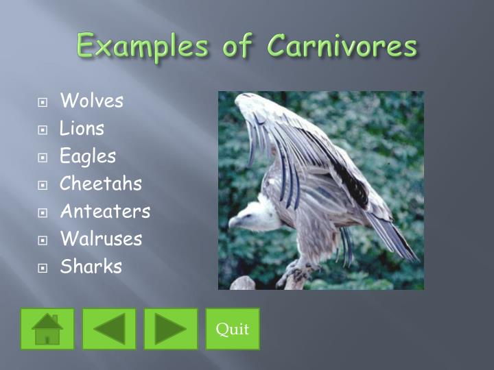 PPT The Eating Habits of Animals PowerPoint Presentation ID1397083