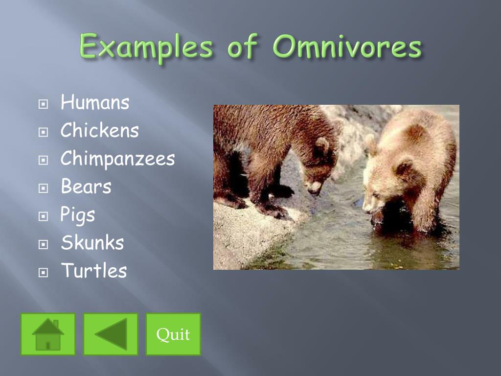 PPT - The Eating Habits of Animals PowerPoint Presentation, free download -  ID:1397083