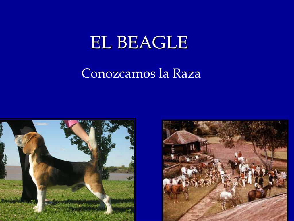 PPT - EL BEAGLE PowerPoint Presentation, free download - ID:1398095