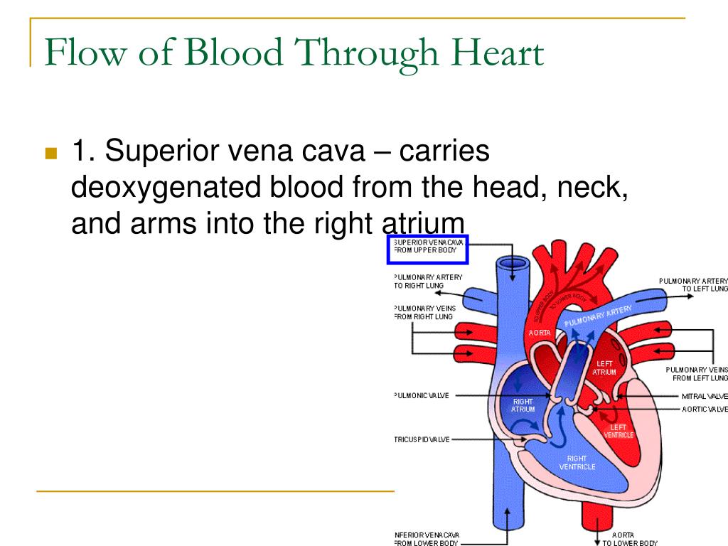 Какая кровь в предсердии. Мрт Superior Vena Cava. Heart structure. Cardiovascular System Notes. Superior Vena Cava and lngs.
