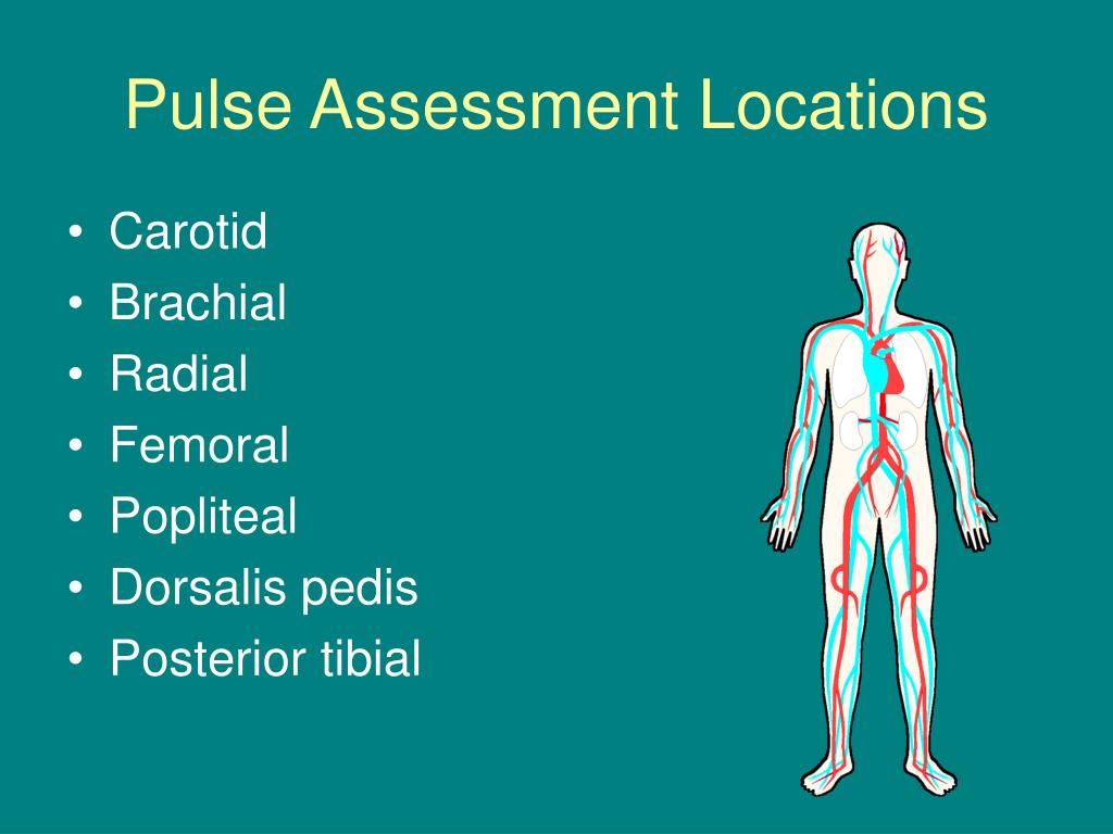 popliteal pulse