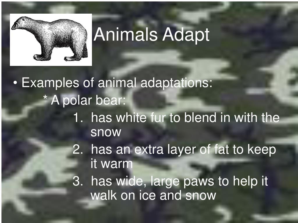 PPT - Animal Adaptations PowerPoint Presentation, free download - ID:1399778