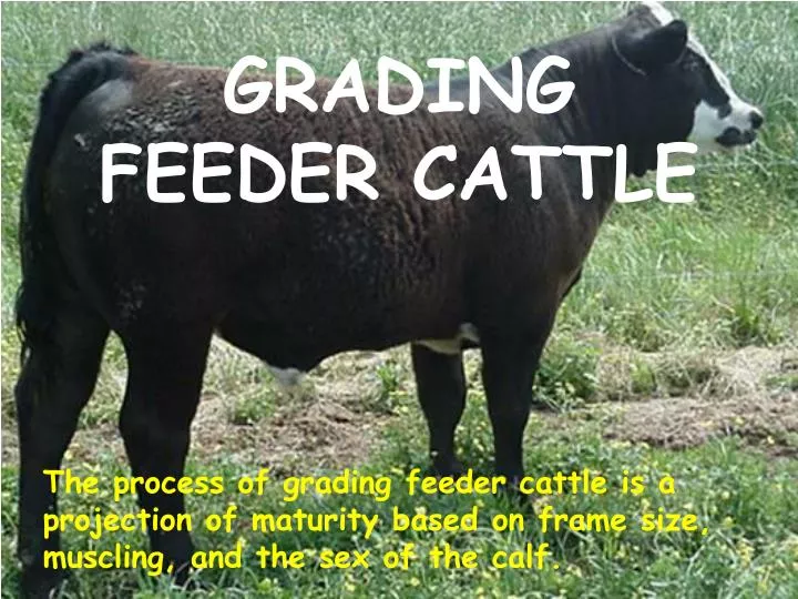 Ppt Grading Feeder Cattle Powerpoint Presentation Free Download