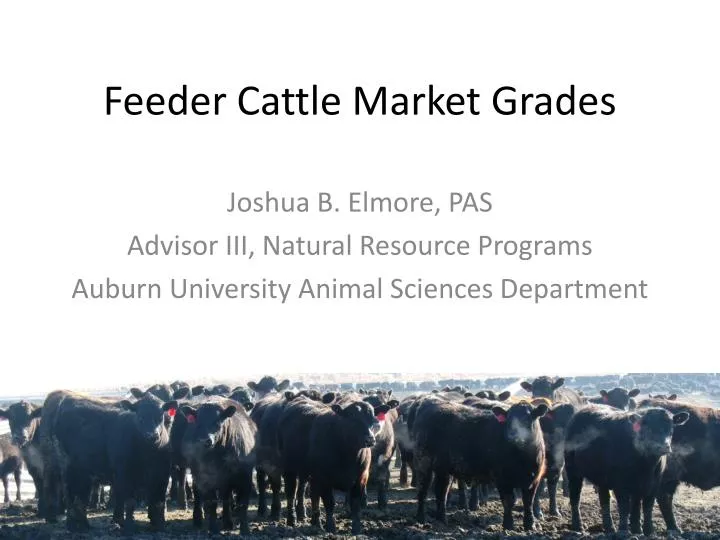 feeder cattle futures price quotes