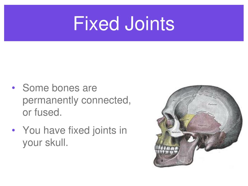 PPT HUMAN JOINTS PowerPoint Presentation Free Download ID 1400633 ppt-human-joints-powerpoint-presentation-free-download-id-1400633