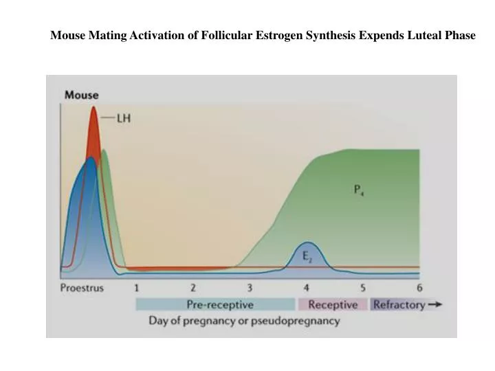 PPT Mouse Mating Activation of Follicular Estrogen Synthesis Expends