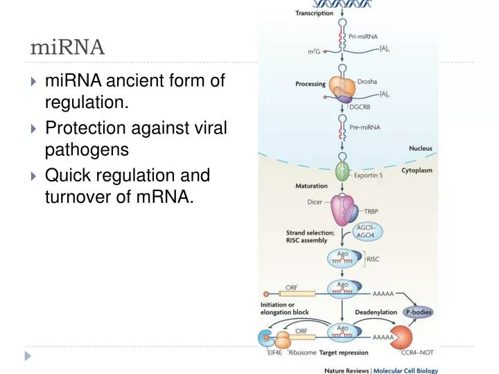 PPT MiRNA PowerPoint Presentation Free Download ID 1402452