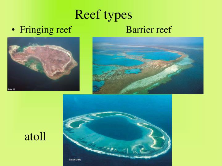 Ppt invertebrates powerpoint presentation id 1402723