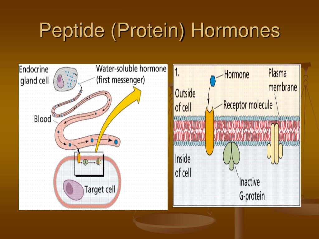 What Is An Example Of A Protein Hormone?