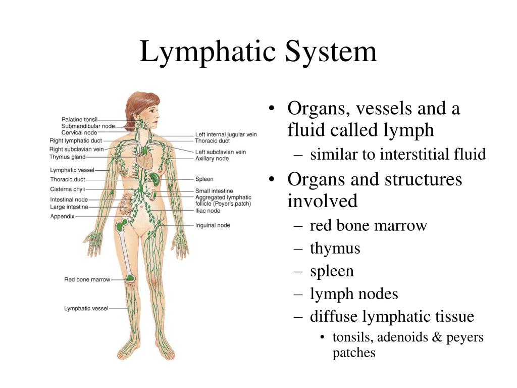 PPT - Lymphatic System PowerPoint Presentation, free download - ID:1404439