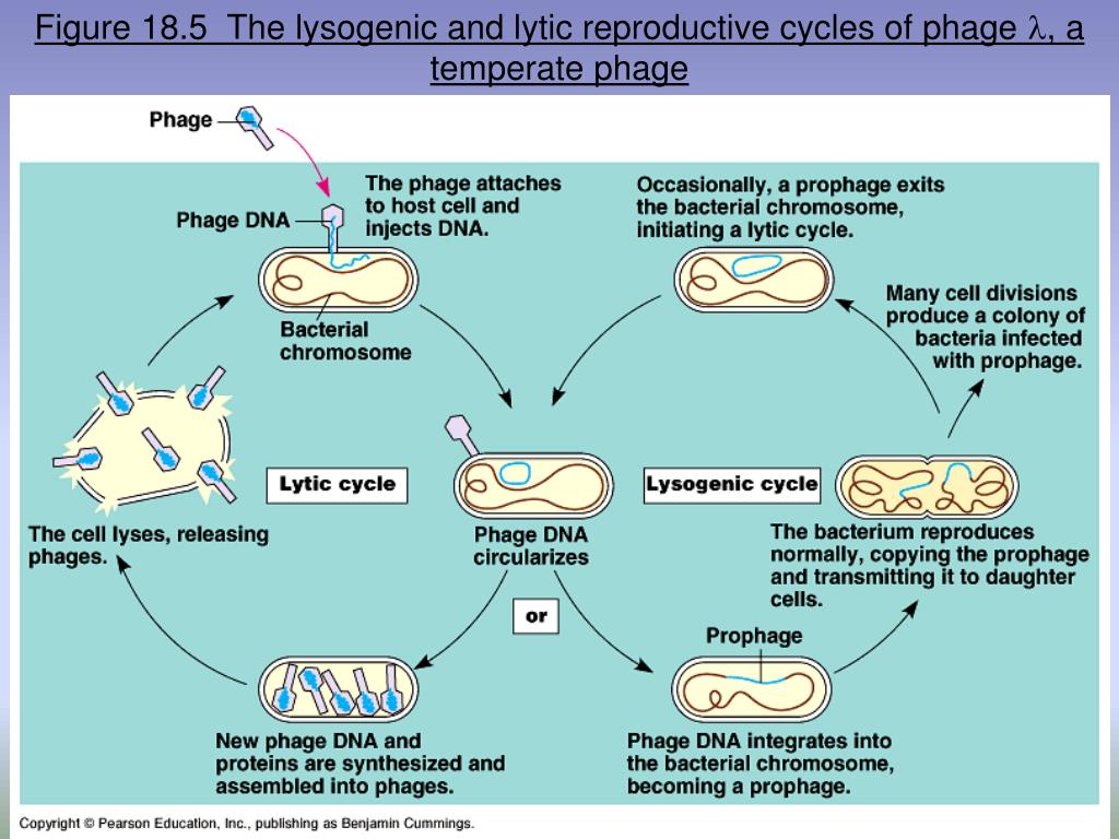 Цикл бактерии. Lysogenic and Lytic Cycles. Жизненный цикл литического бактериофага. Литический и лизогенный цикл вирусов. Лизогенный цикл бактериофага это.