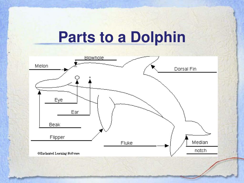 Английский про дельфинов. Части дельфина. Лекало дельфина. Дельфин схема. Части тела дельфина на английском.