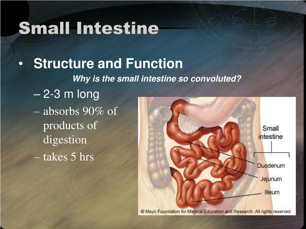 PPT Understanding The Digestive System Structures Functions And 