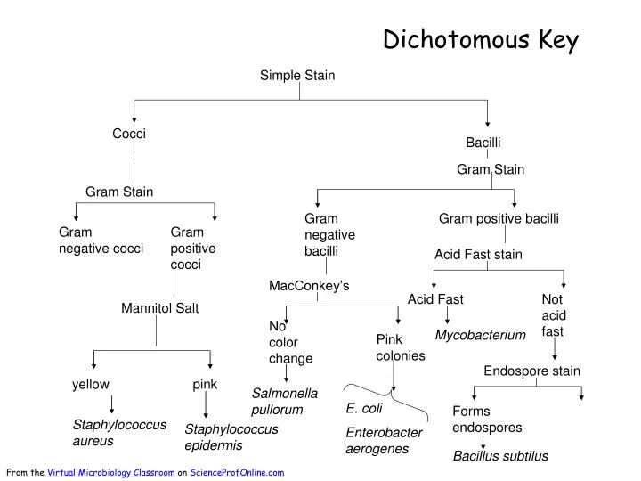 PPT Dichotomous Key PowerPoint Presentation, free download ID1408413