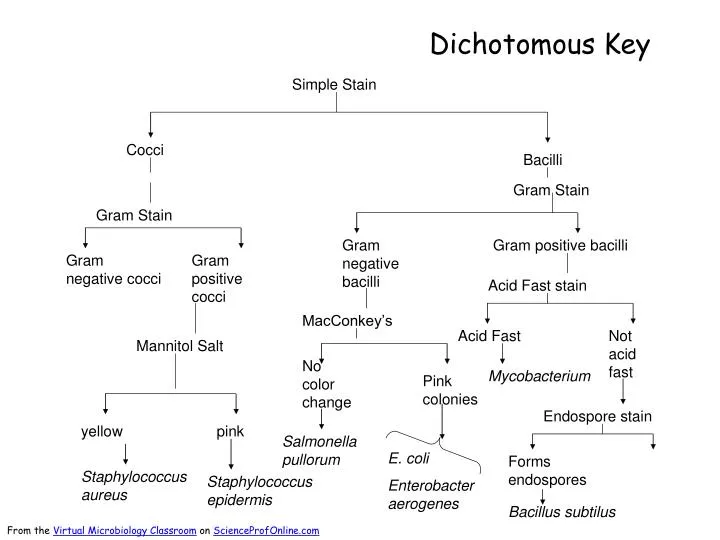 Dichotomous Flow Chart Microbiology