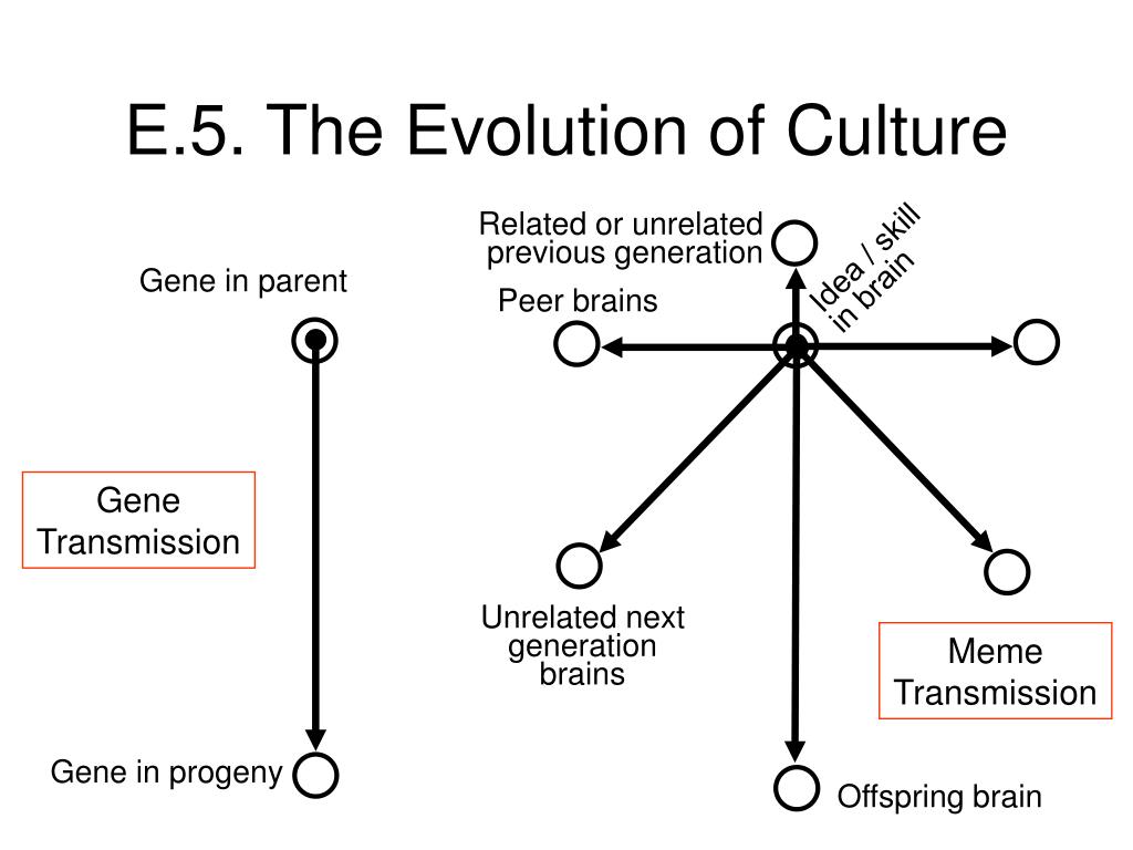 PPT - The Evolution of Culture PowerPoint Presentation, free download 