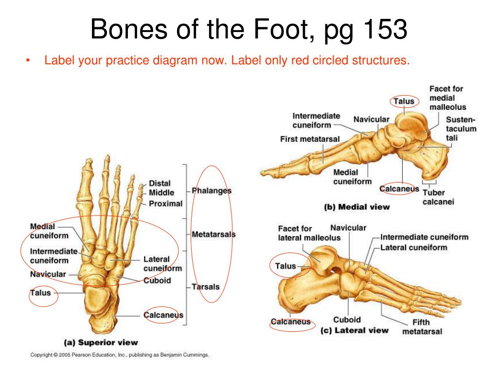PPT - Chap 7 – Skeletal System Part III PowerPoint Presentation, free