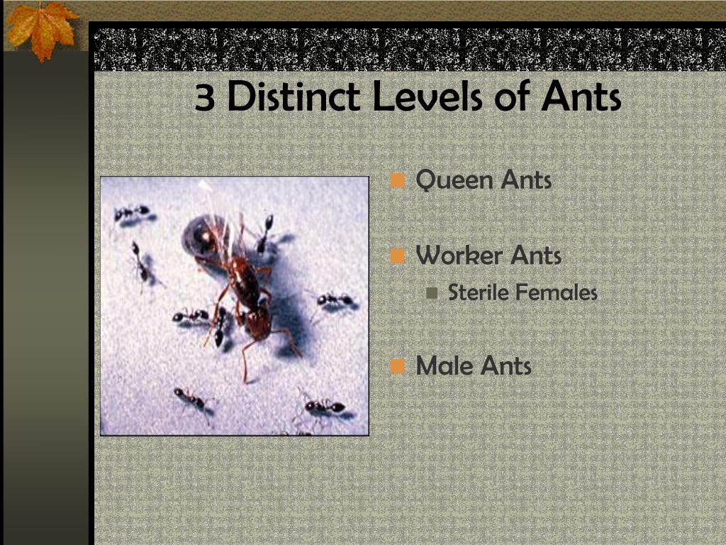 Ppt Ants At Work Powerpoint Presentation Free Download Id1409572