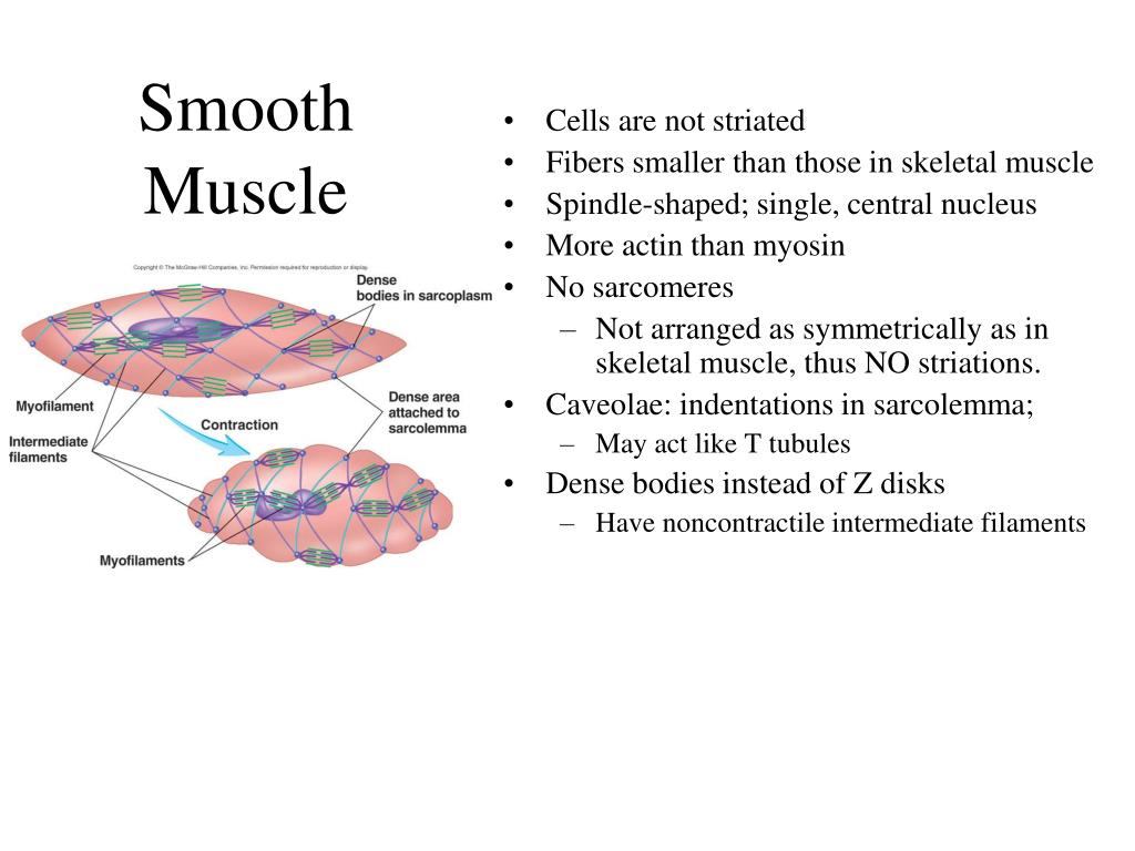 PPT - Smooth Muscle Physiology PowerPoint Presentation, free download