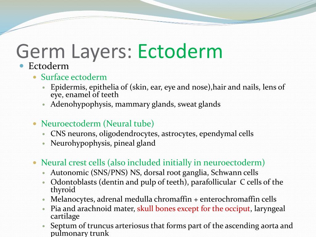 Germs перевод. Ectoderm. Hunan Primary Germ layers.