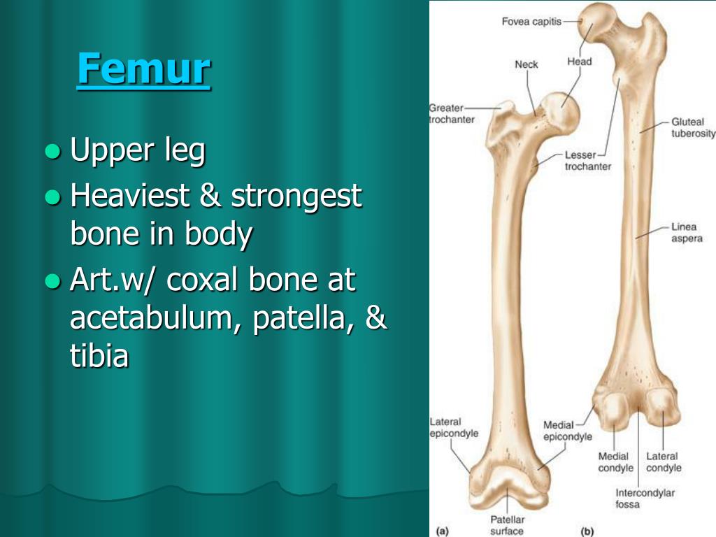 Ppt The Appendicular Skeleton Powerpoint Presentation Free Download