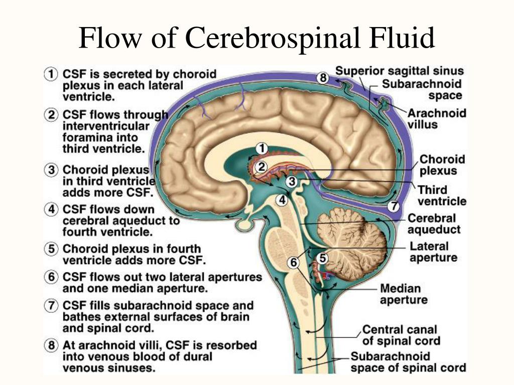 PPT - Chapter 14 The Central Nervous System PowerPoint Presentation ...