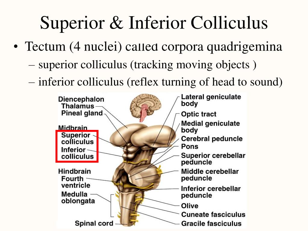 PPT Chapter 14 The Central Nervous System PowerPoint Presentation PPT Chapter 14 The Central Nervous System PowerPoint Presentation