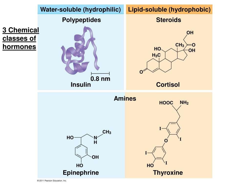 Химическая природа инсулина. Кортизол липиды. Кортизол стероид. Циклические полипептиды антибиотики. Инсулин химическая природа.