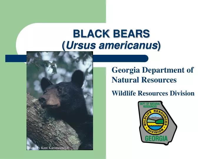 black bears ursus americanus n.