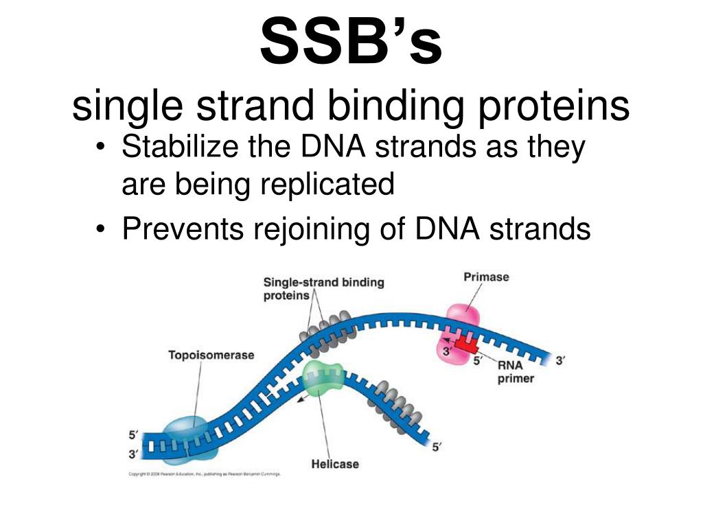 Ssb белок. DNA Replication. DNA Replication Protein. Single Strand Binding. Reduplication DNA.