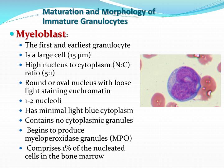 Granulocytes Low