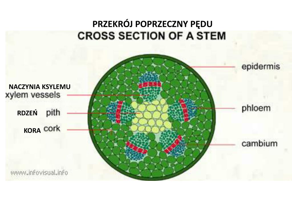 Związek Będący Materiałem Budulcowym Tkanek Roślinnych Błonnik PPT - SYSTEMY TKANEK ROŚLINNYCH PowerPoint Presentation, free download