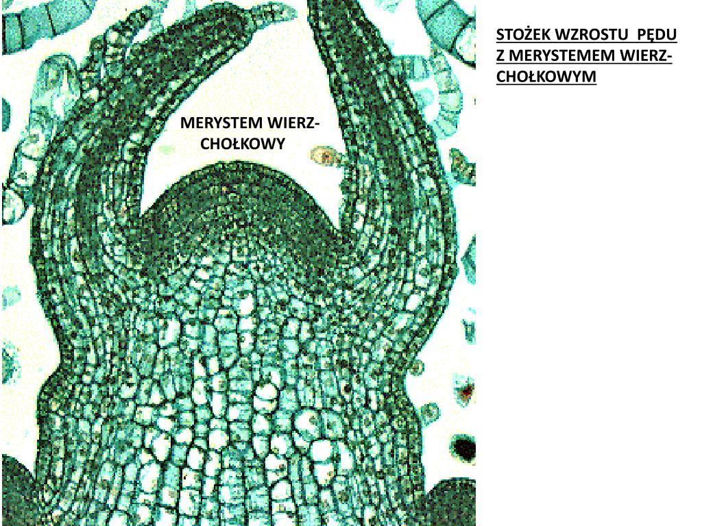 Związek Będący Materiałem Budulcowym Tkanek Roślinnych Błonnik PPT - SYSTEMY TKANEK ROŚLINNYCH PowerPoint Presentation, free download