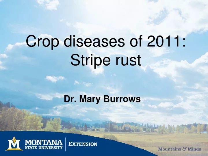 crop diseases of 2011 stripe rust n.