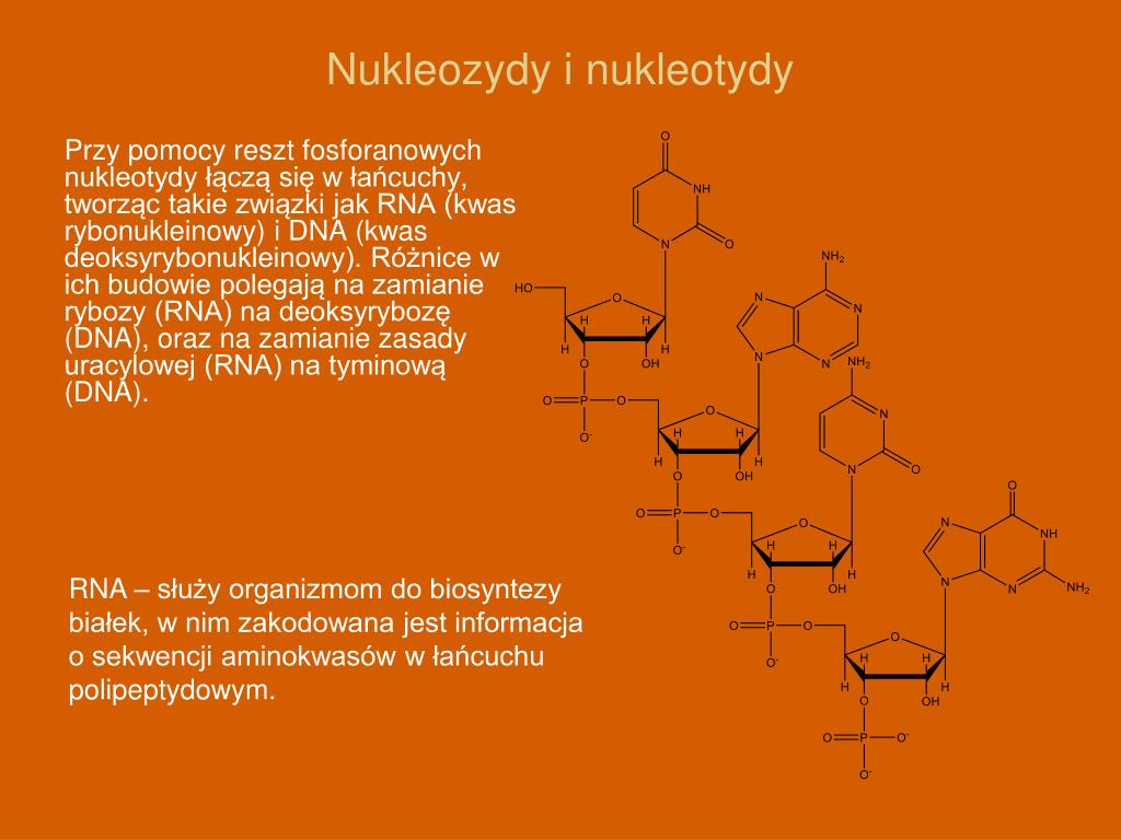 Z Czego Zbudowany Jest Nukleotyd PPT - Materiały pochodzą z Platformy Edukacyjnej Portalu www
