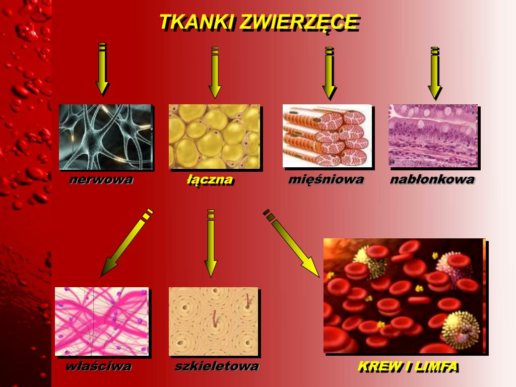 Tkanki Nabłonkowa Mięśniowa I Nerwowa PPT - SKŁAD I ROLA KRWI PowerPoint Presentation, free download - ID:1423955
