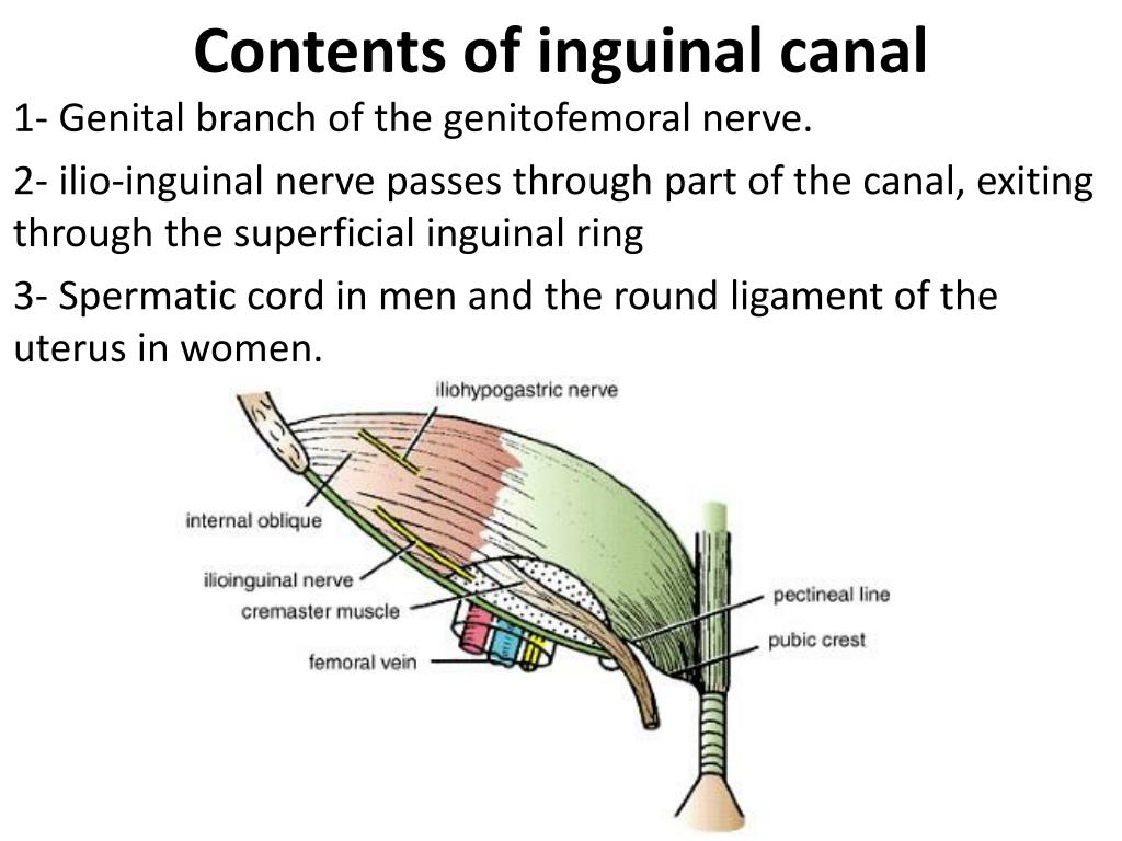 US of the Inguinal Canal: Comprehensive Review of Pathologic Processes with  CT and MR Imaging Correlation | RadioGraphics
