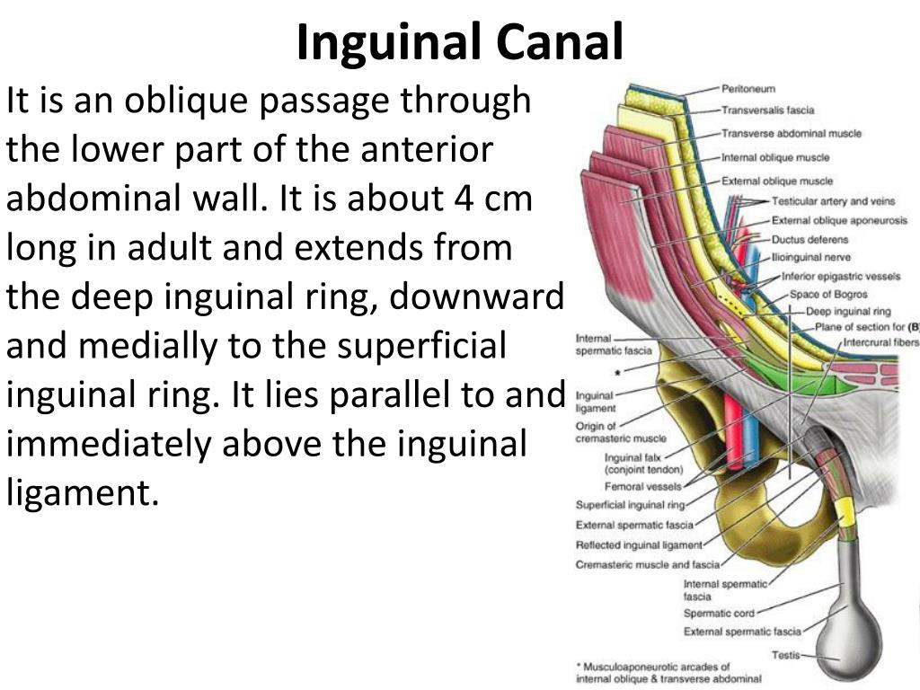 Inguinal canal - Wikipedia