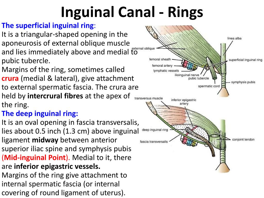 Anatomy | The Inguinal Ligament & Inguinal Canal - YouTube