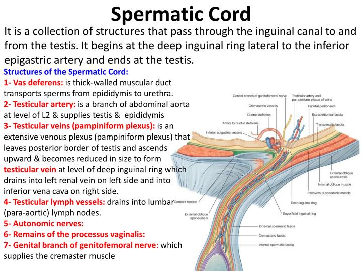 PPT Inguinal Region Secrotum PowerPoint Presentation ID 1424523 PPT Inguinal Region Secrotum PowerPoint Presentation ID 1424523