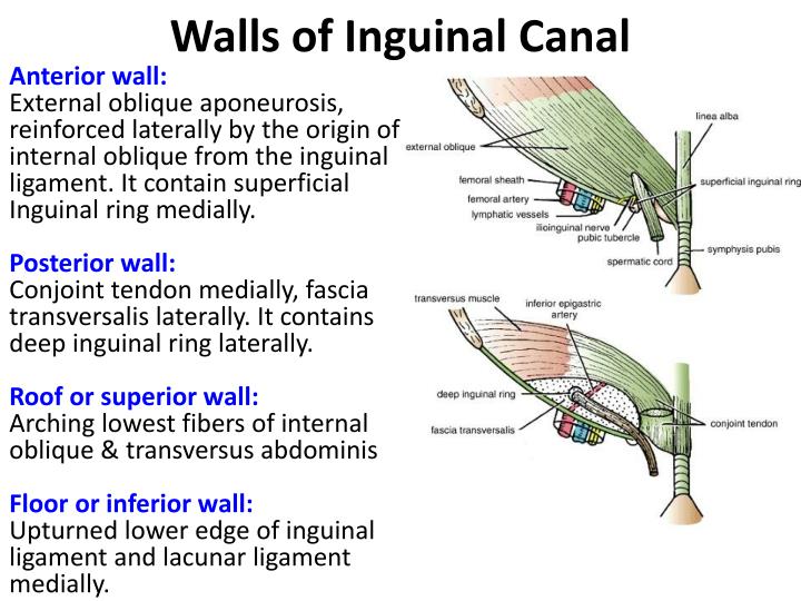 Ppt Inguinal Region And Secrotum Powerpoint Presentation Id1424523 1672