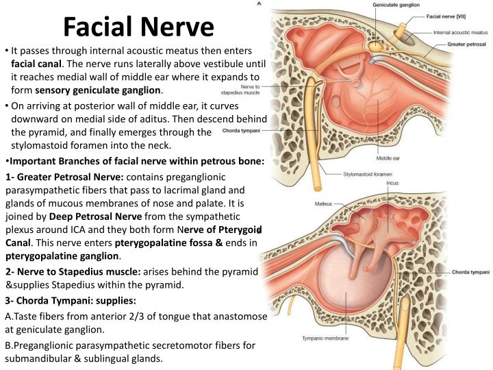 Really. And facial nerve passes are Facial nerve passes apologise