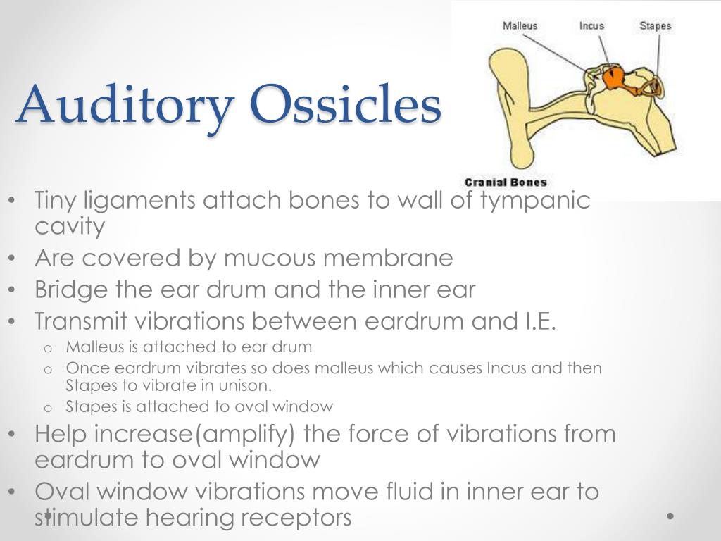 auditory ossicles