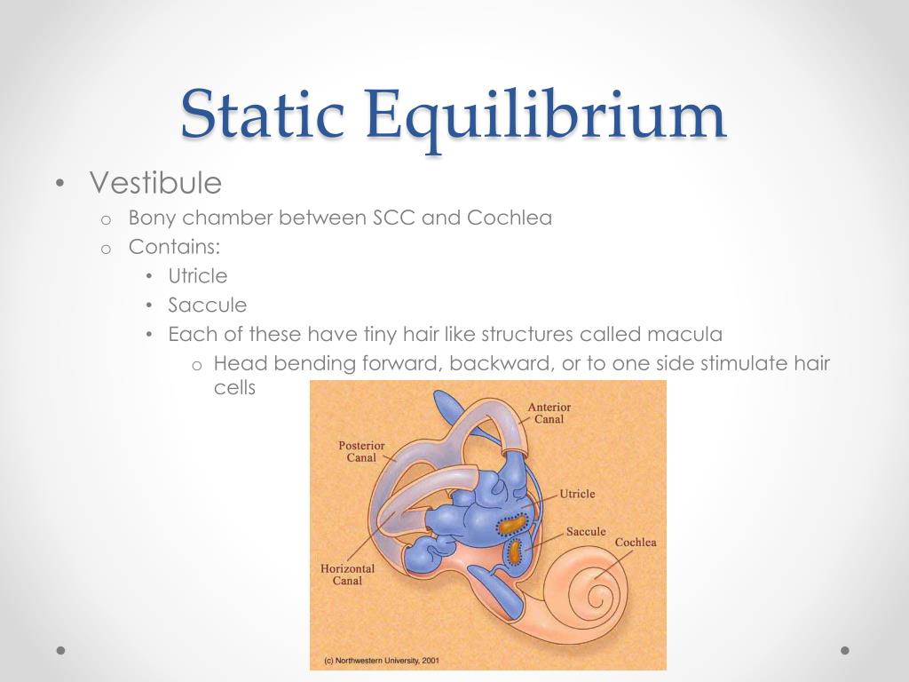 PPT - Sense of Hearing and Equilibrium PowerPoint Presentation - ID:1424612