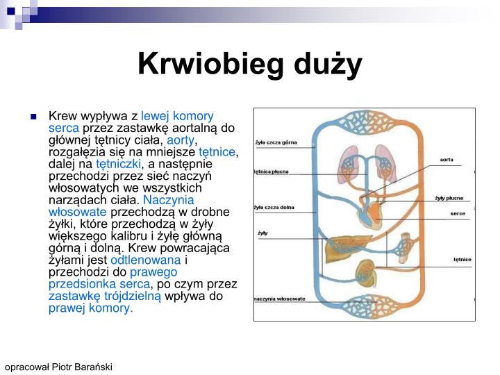 PPT - Układ krwionośny PowerPoint Presentation - ID:1424731
