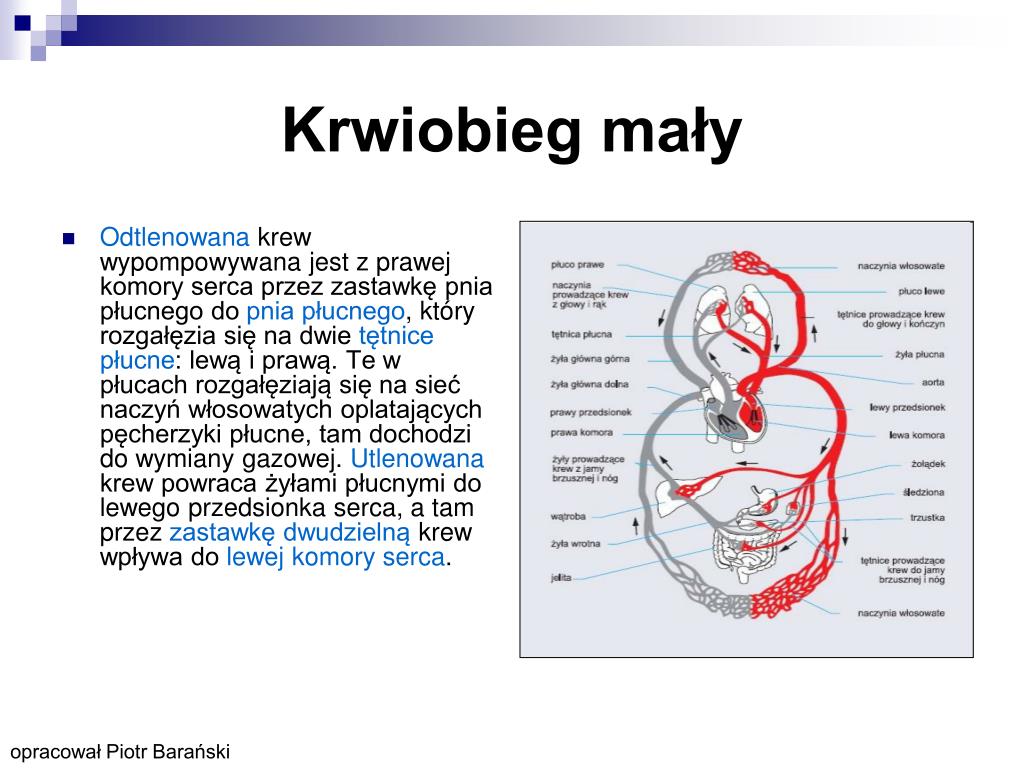 Schemat Przedstawia Kierunek Przepływu Krwi PPT - Układ krwionośny PowerPoint Presentation, free download - ID:1424731