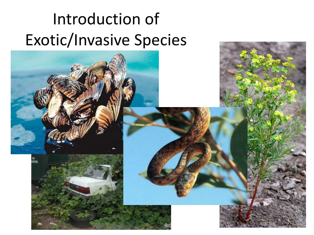 PPT Biodiversity And Conservation PowerPoint Presentation Free 