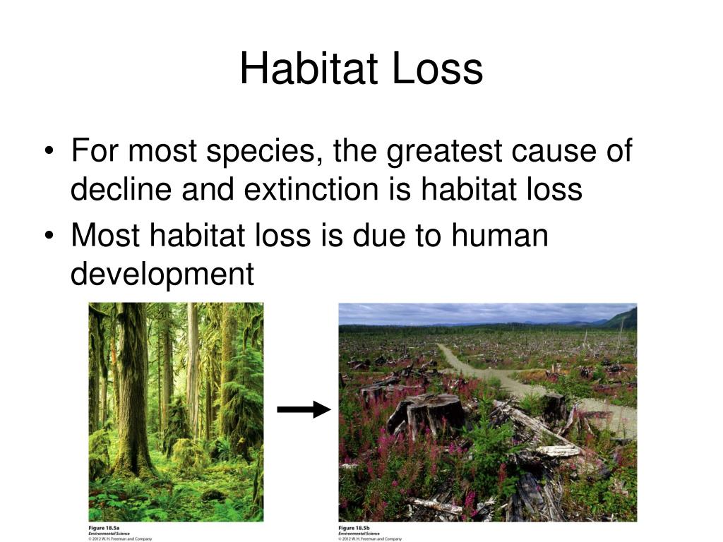 Habitat help. Habitat loss. Loss of natural Habitats. Natural Habitat. Natural Habitats предложения.
